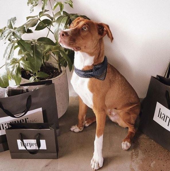 Image of paper bags branded with Harper Inc and a dog