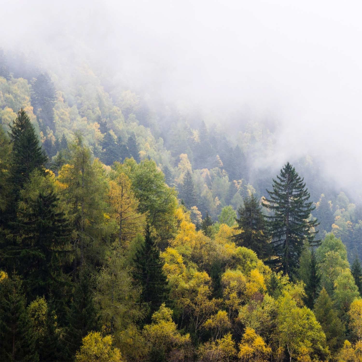 Image of trees